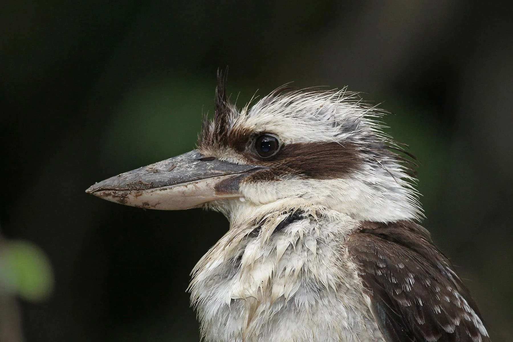 Birds and Marsupials of Northern Australia - Darwin, Cairns and Brisbane (CANCELLED)