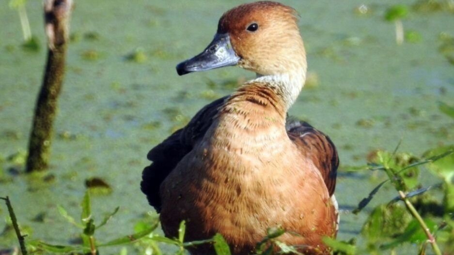 Palm Beach's Everglades Agricultural Area Birding