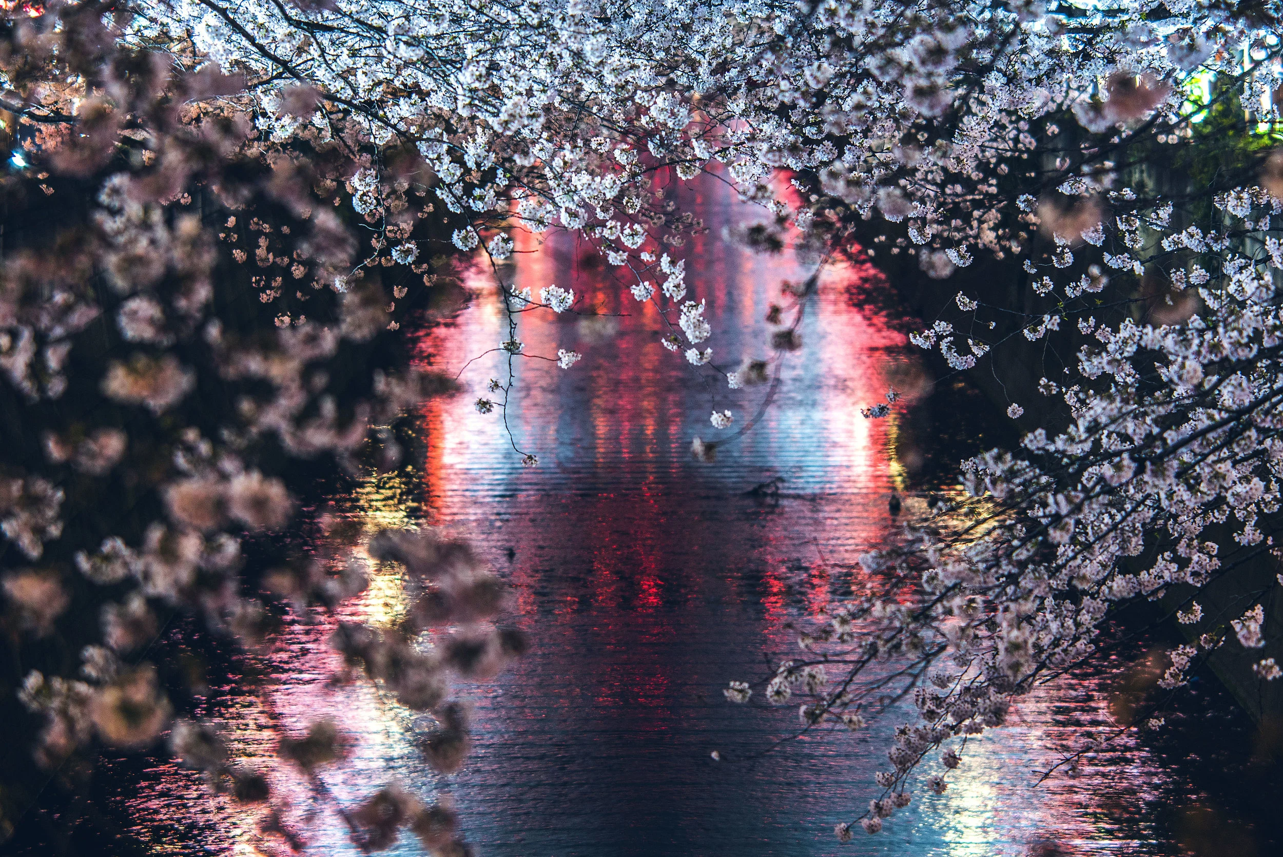 Japan_4_17_BlossomCanal.jpg