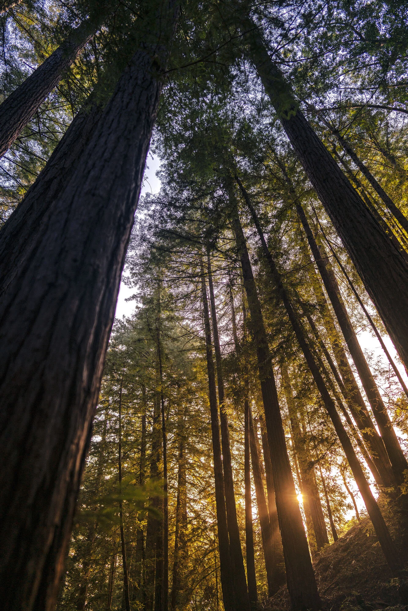 Redwoods2.jpg