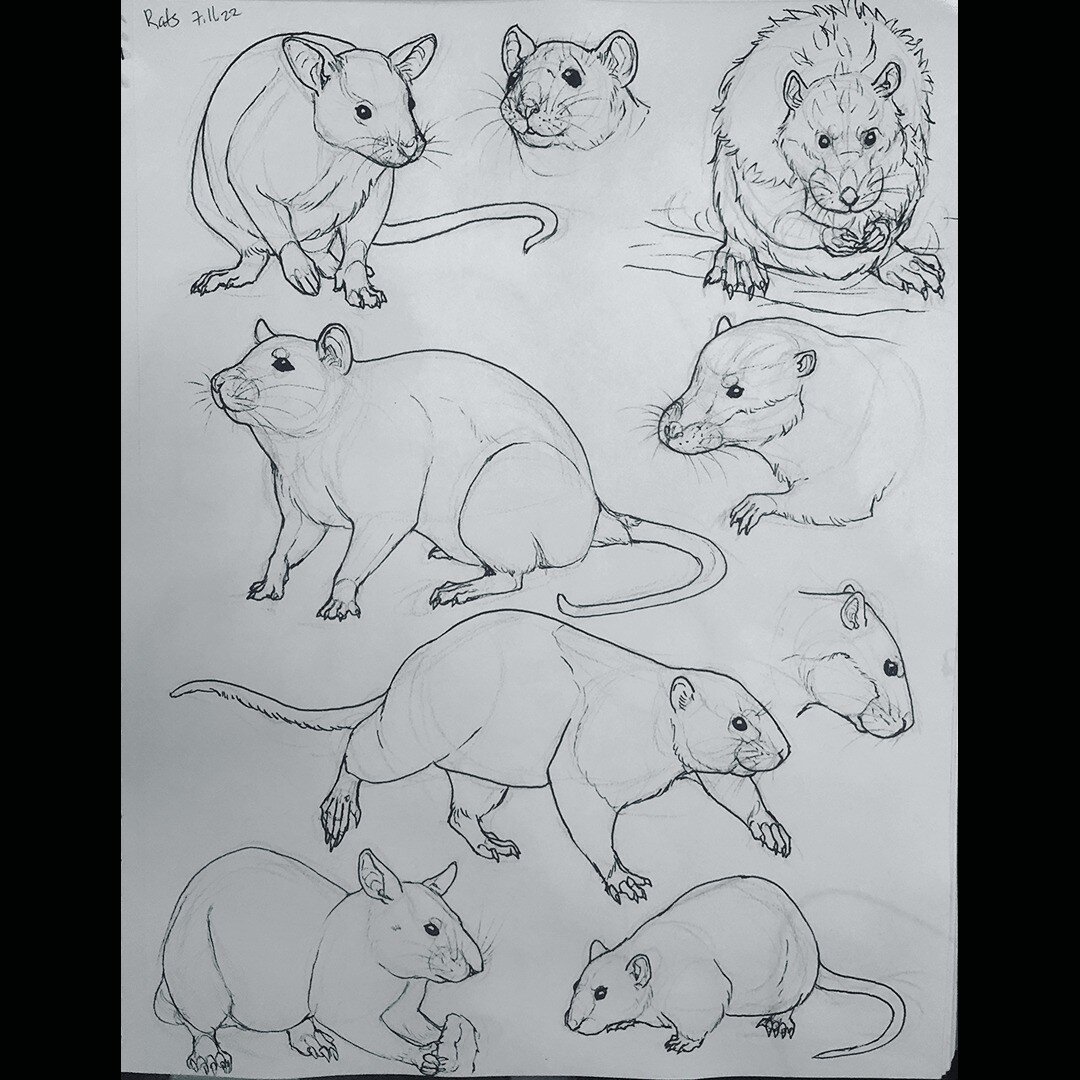 Nearly forgot to post today. It's a busy week, but a throwback to some rodent friends always brightens my mood. 😊
.
.
.
#artistsoninstagram #artistsonig #traditionalart #sketchbook #sketch
