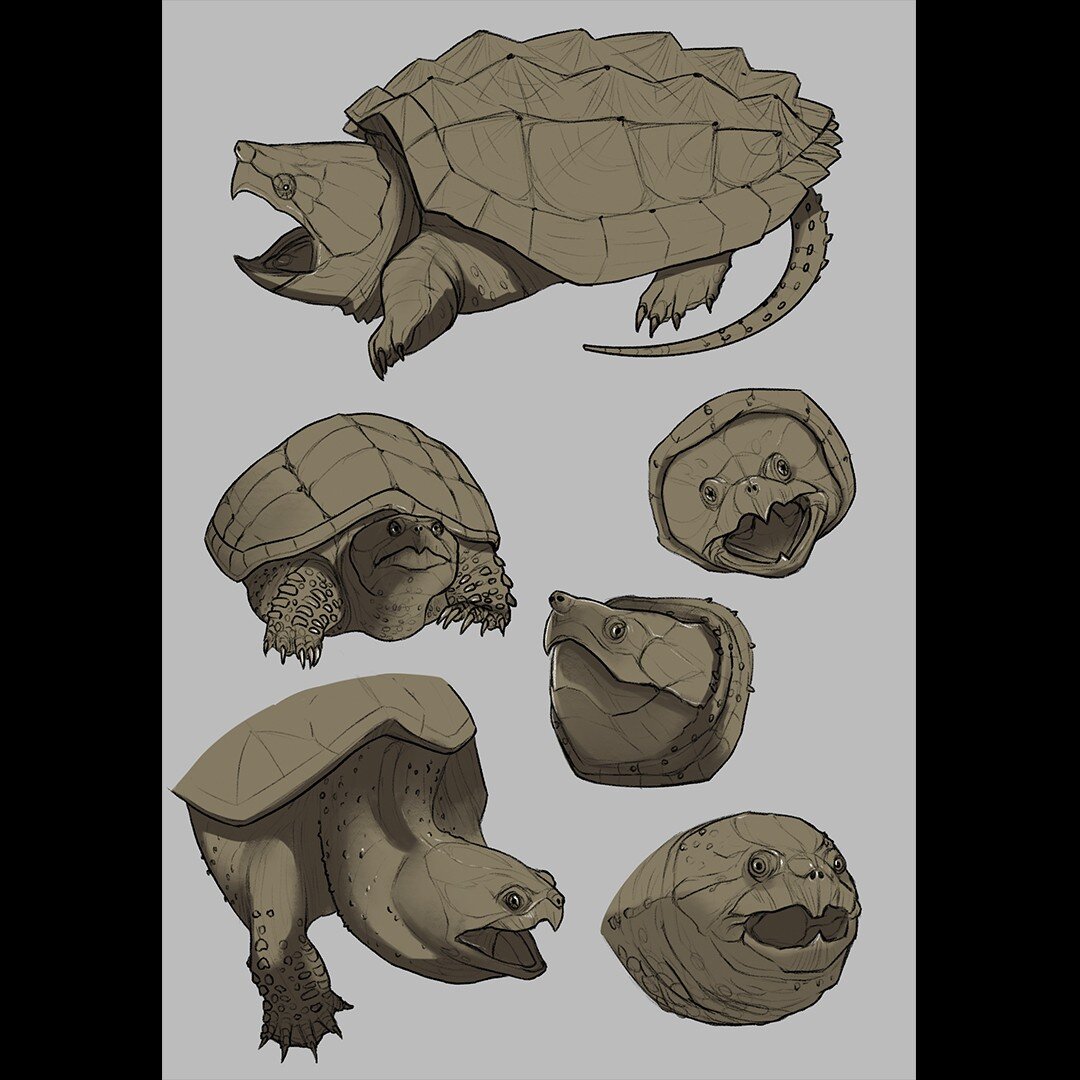 Some snapping turtle studies today. I'm a fan of the contrast between their sharp beak mouth and teeny tiny nostrils. 🐢
.
.
.
#artistsonig #artistsoninstagram #sketch #digitalart