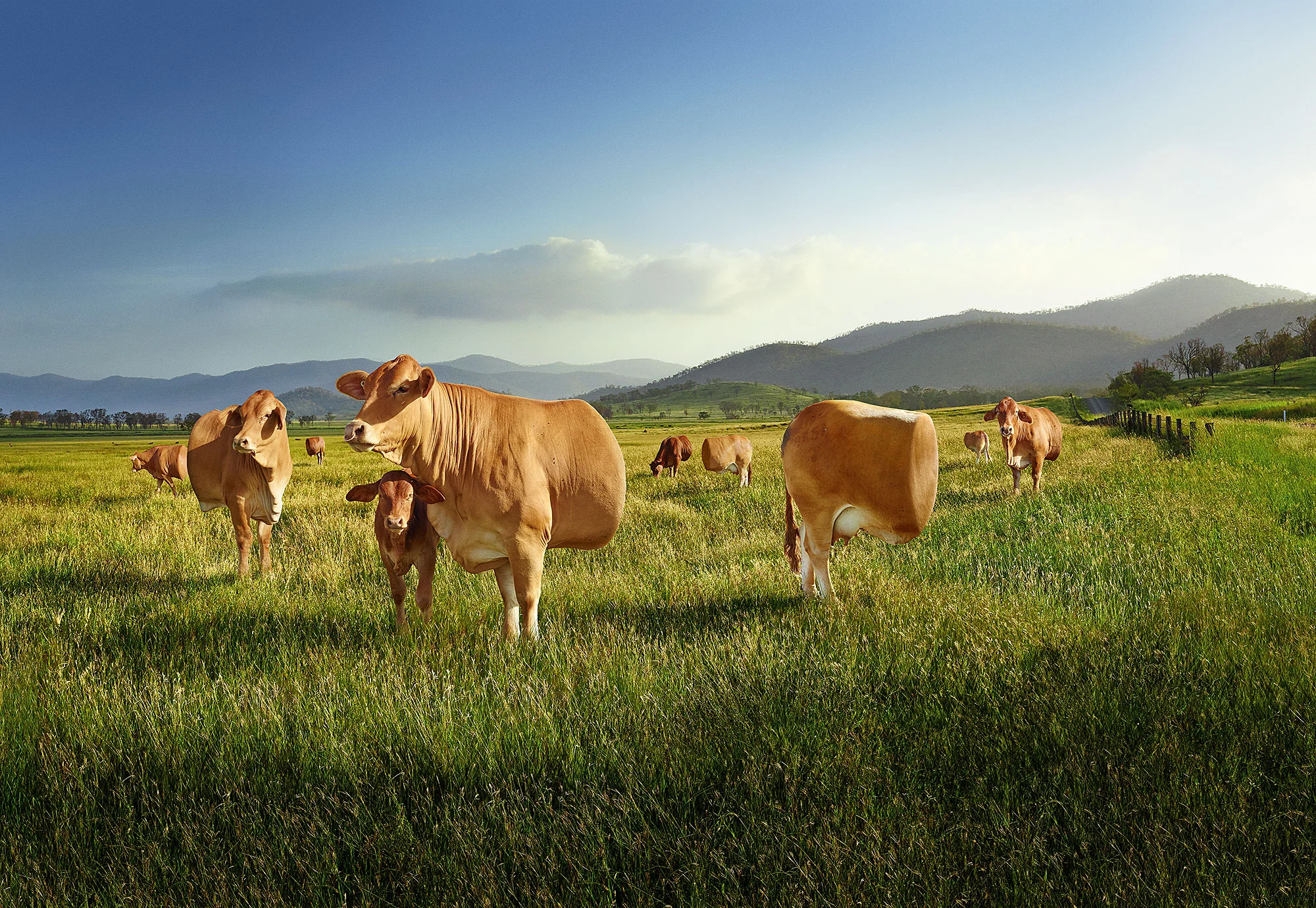 6343_Eclipse_Cow_Halves_07_3DAP-copy.jpg