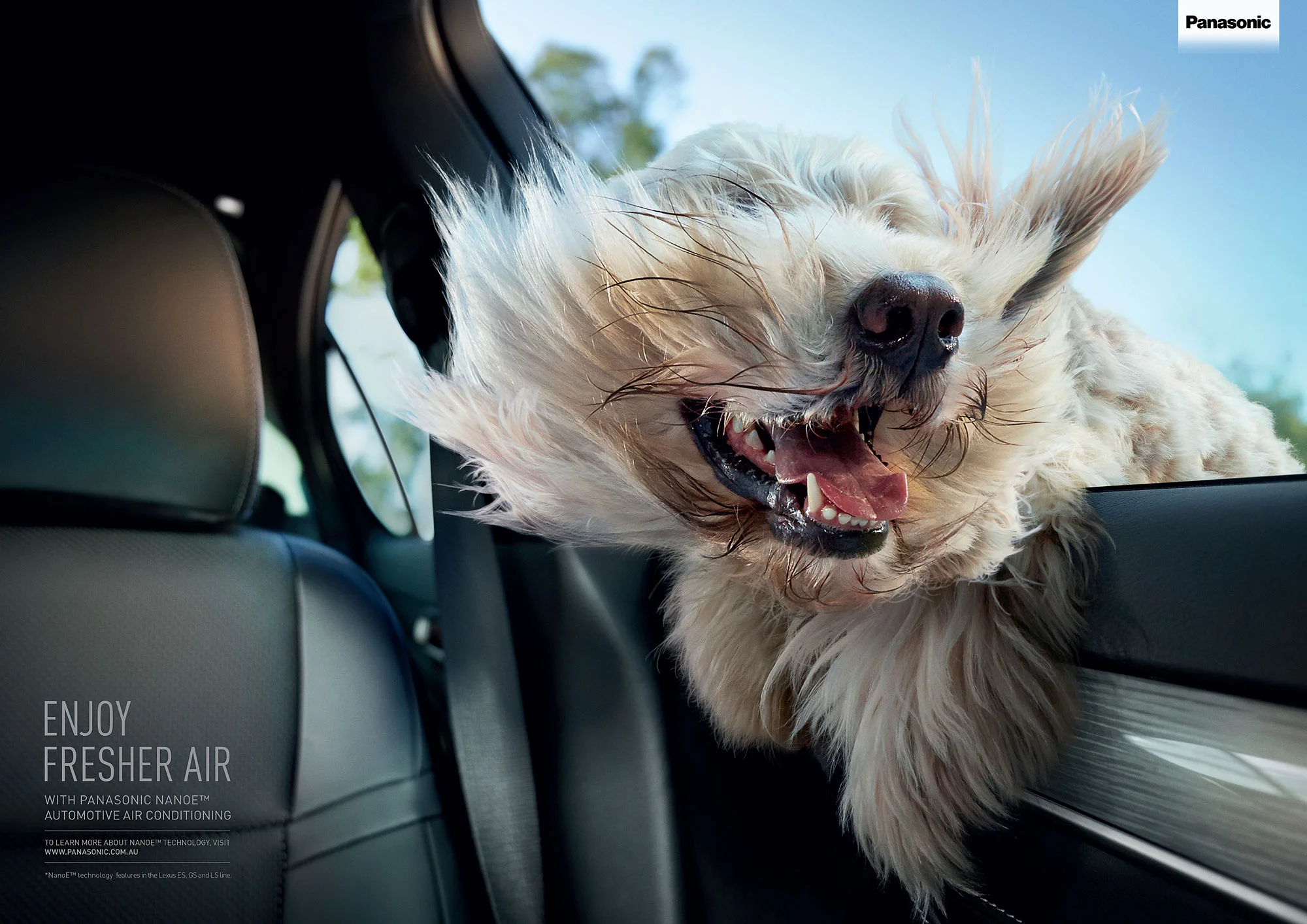 dogs-A2-for-cannes-3.jpg