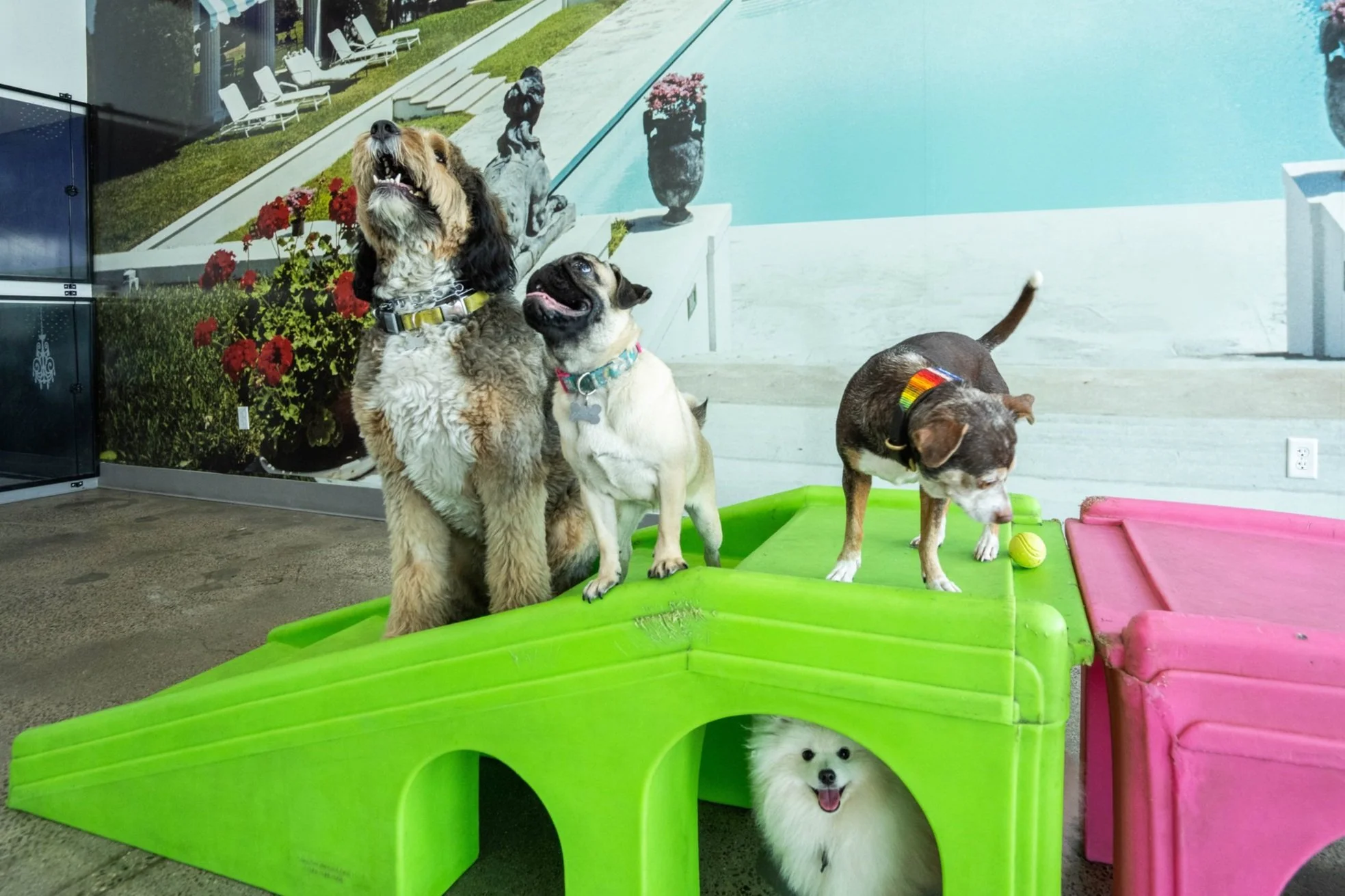 Tender Loving Care Pet Spa (re - Opened Now Petrock Hotel And Spa )