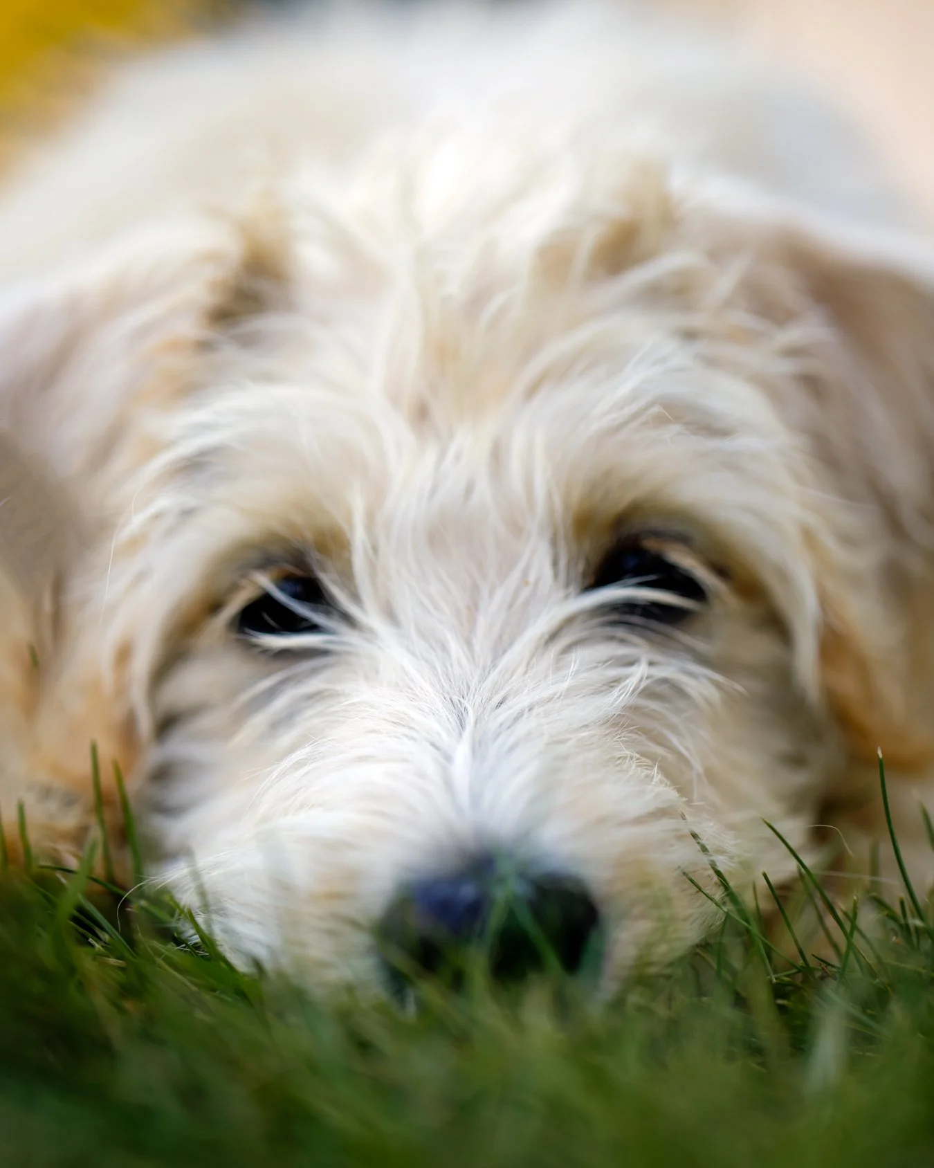Lana-Puppy.jpg