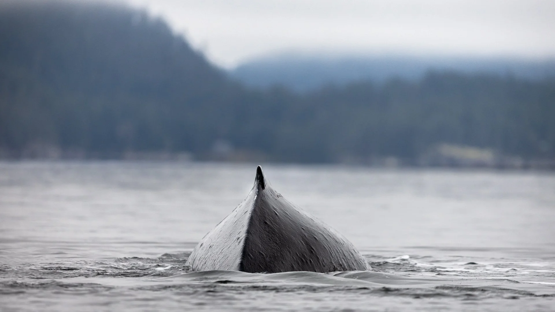 Whale-Bain-Cabin.jpg
