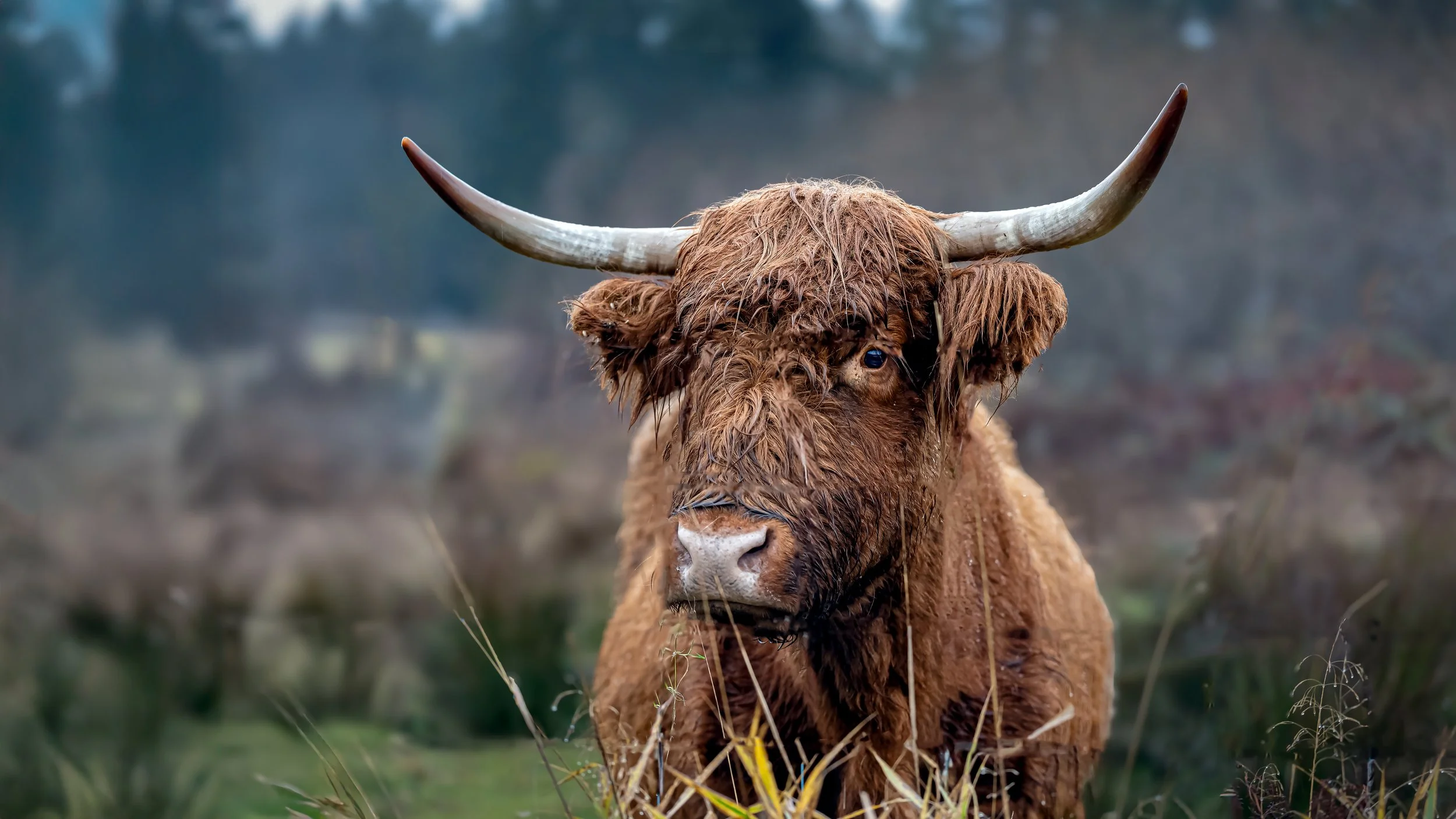 Cow-16-9-Nassichuk-Edit.jpg