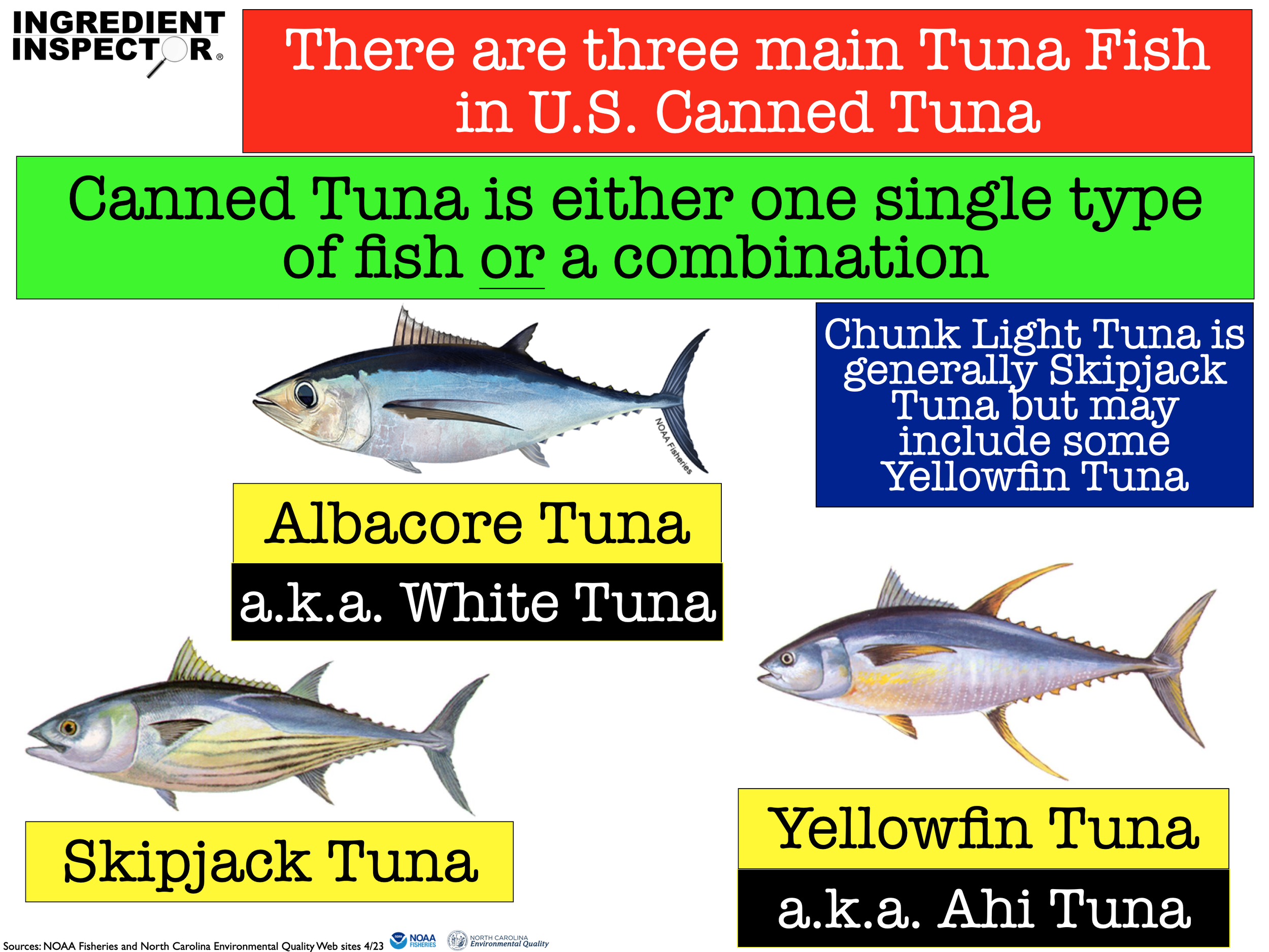 Albacore Vs Tuna albacore-vs-tuna