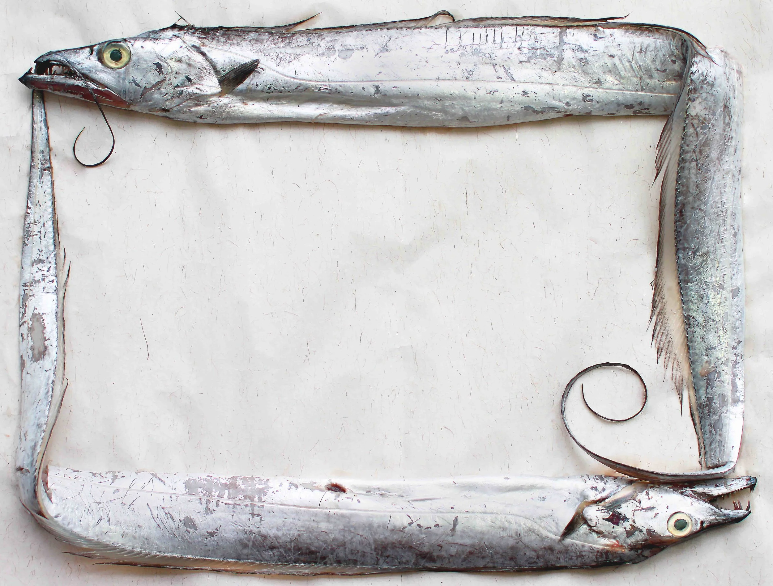 Inspection-fish.jpg