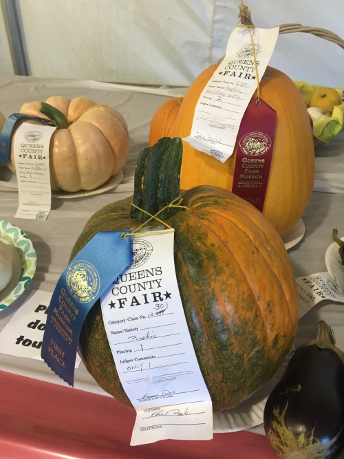 Prize winning pumpkins at the Queens County Fair