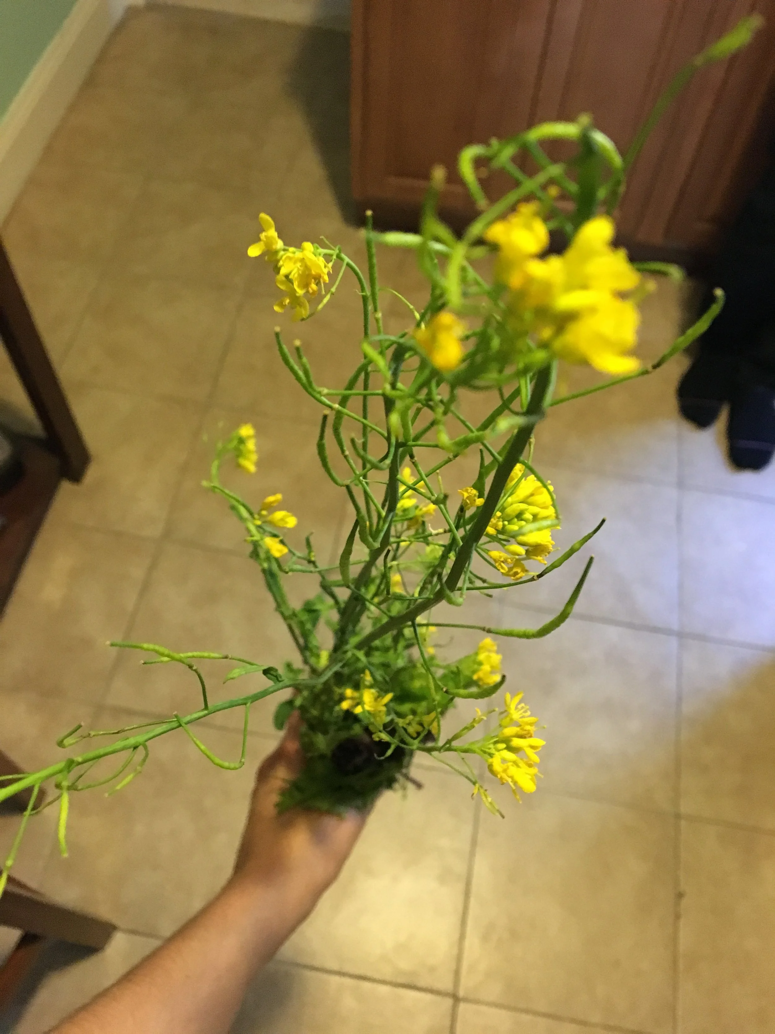 Eats Shoots and Leaves