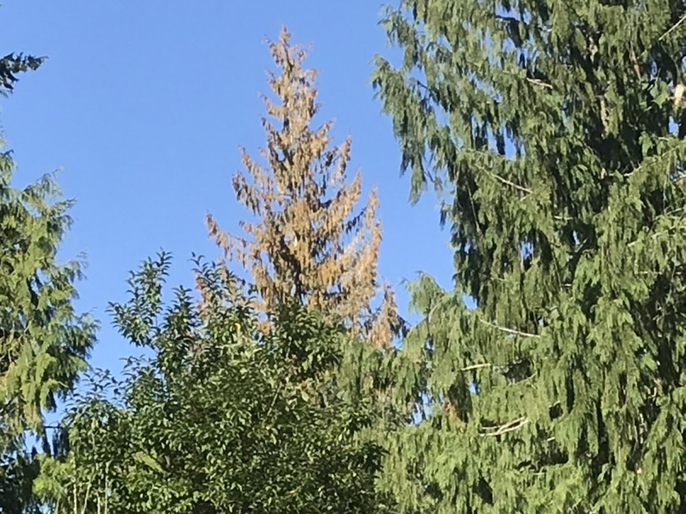 Getting to the root of Western Red Cedar dieback with Forest Health