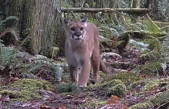Cougars in the Issaquah Alps