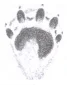 otter.jpg