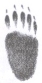 porcupine.jpg