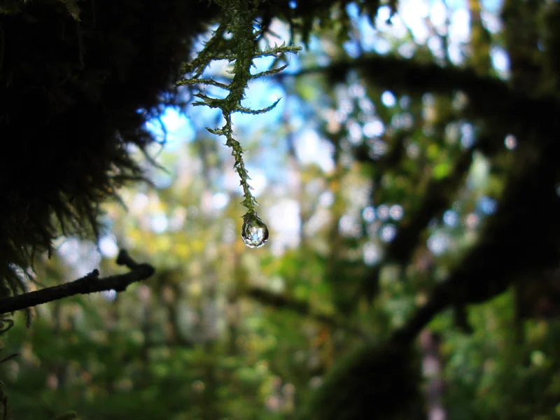 First Place - "Dew Drop on the Nook Trail" by Connie King