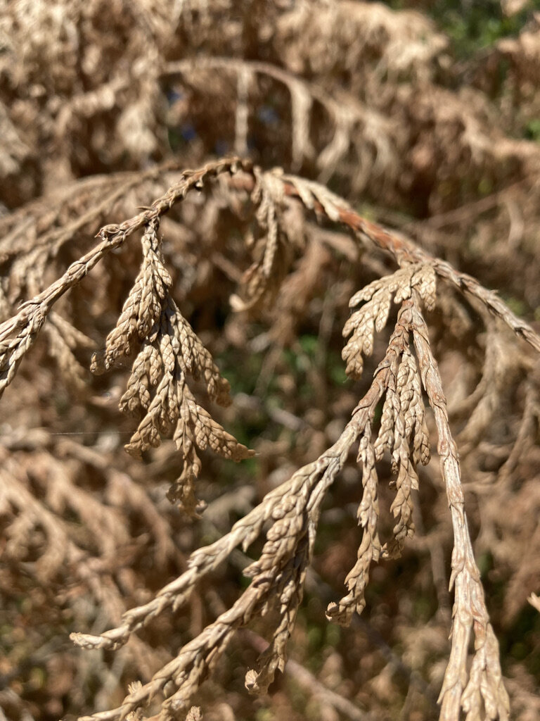 Community Scientists Needed to Study Western Redcedar Dieback