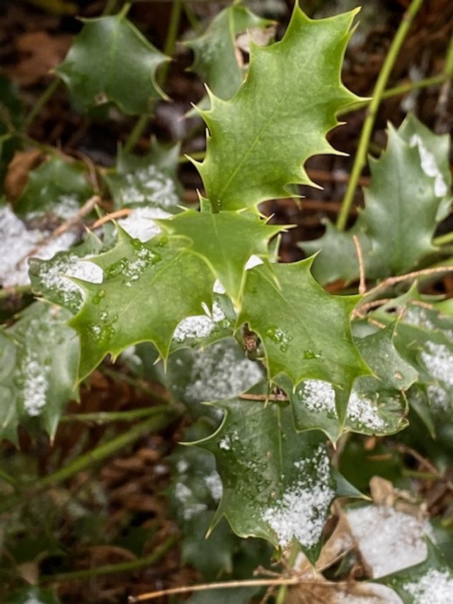 English Holly - A Friendly-looking Foe
