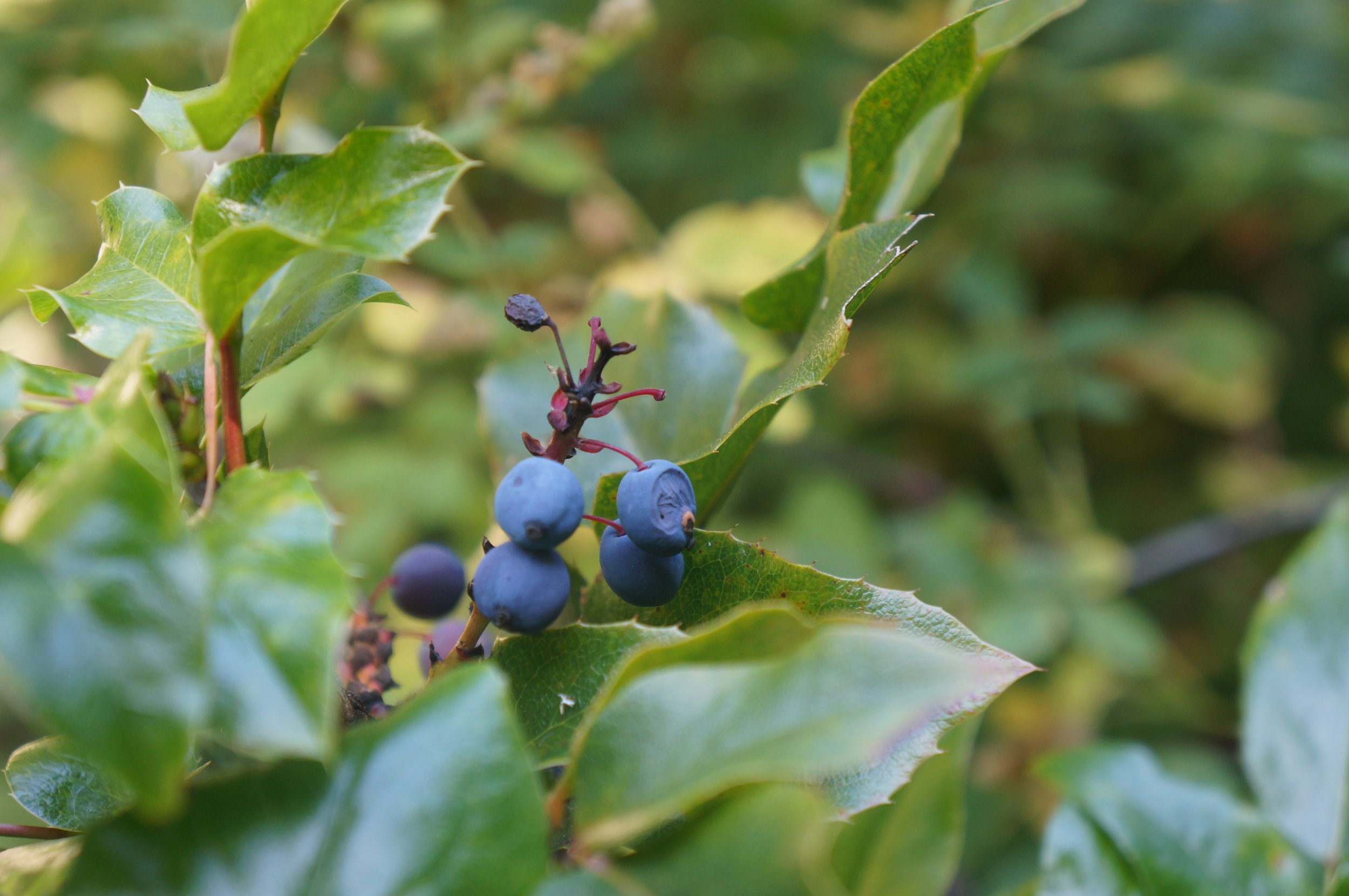 Is Oregon Grape Nature's Ozempic?