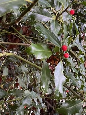 WSP: Easter Holly Hunt