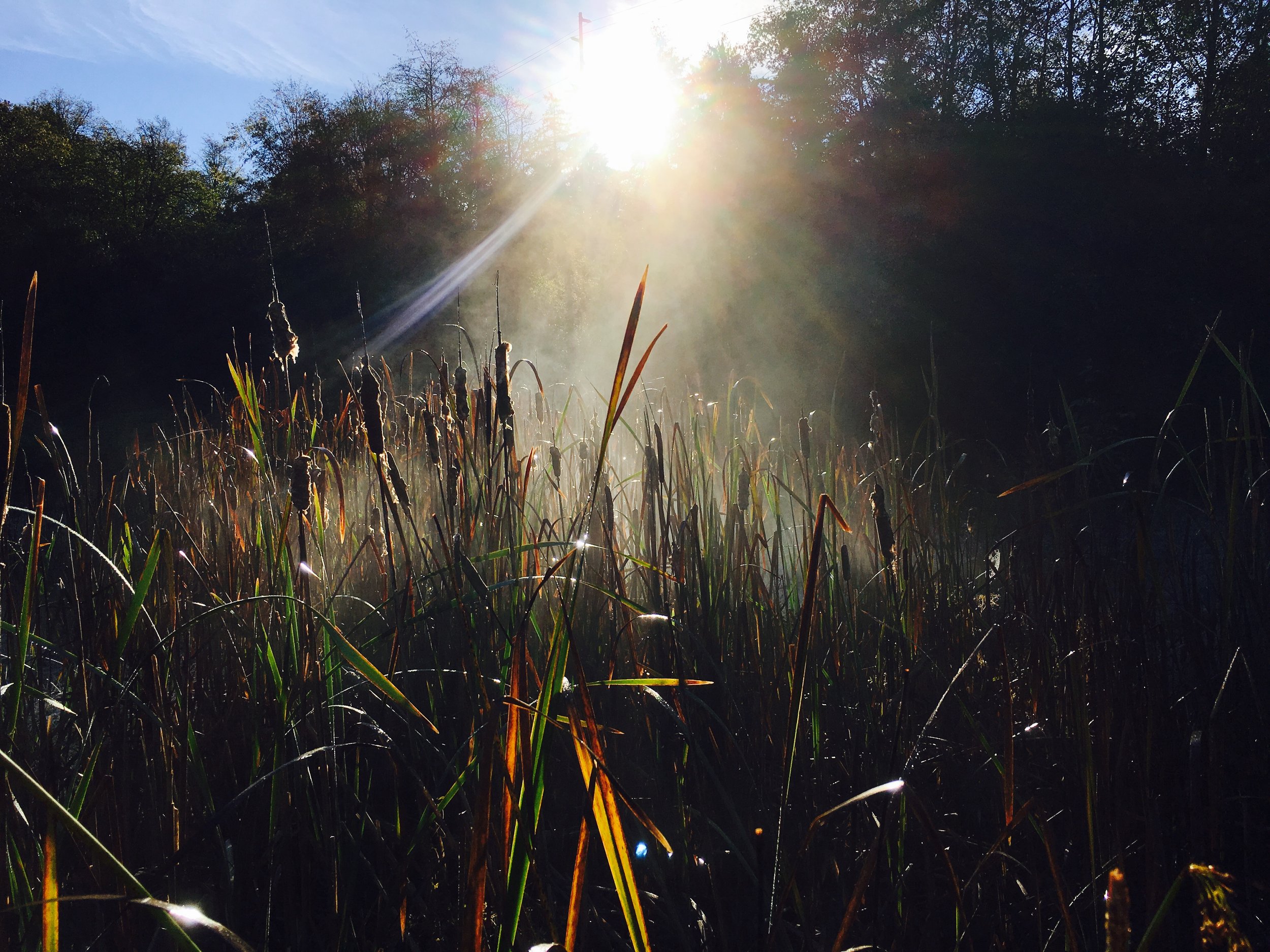Lewis Creek Park Hike