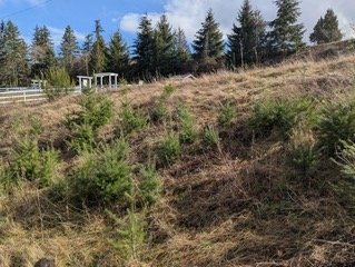 Green Issaquah: Douglas Fir Tree Rescue