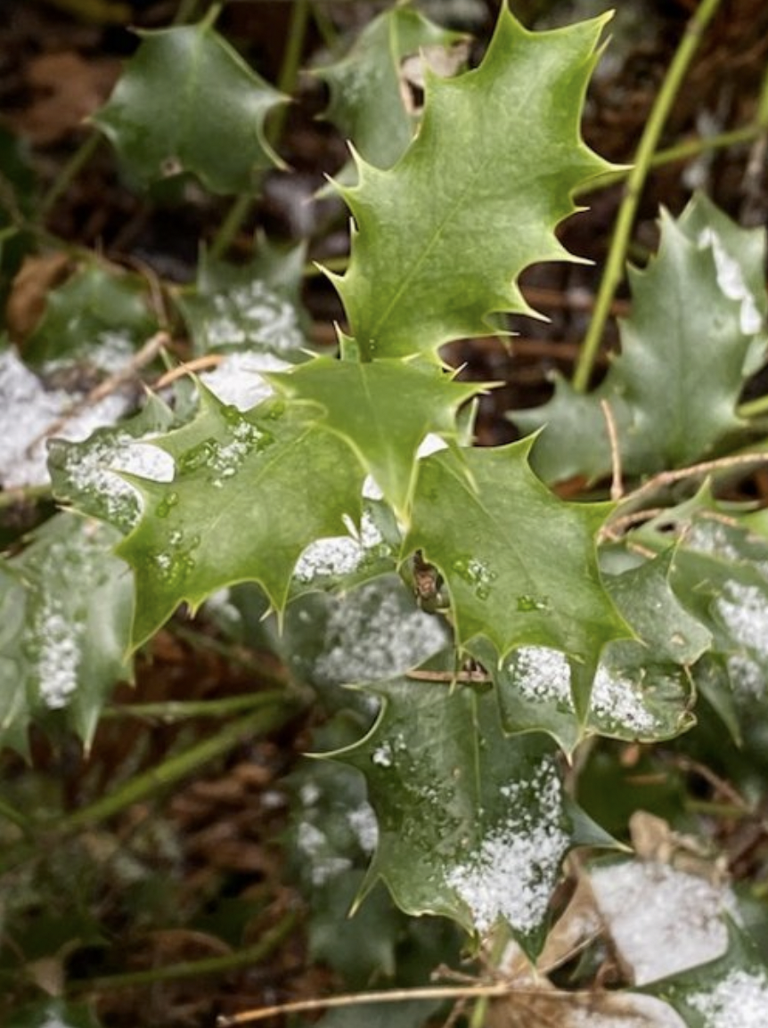 Restoration Event on Squak Mountain with WA State Parks