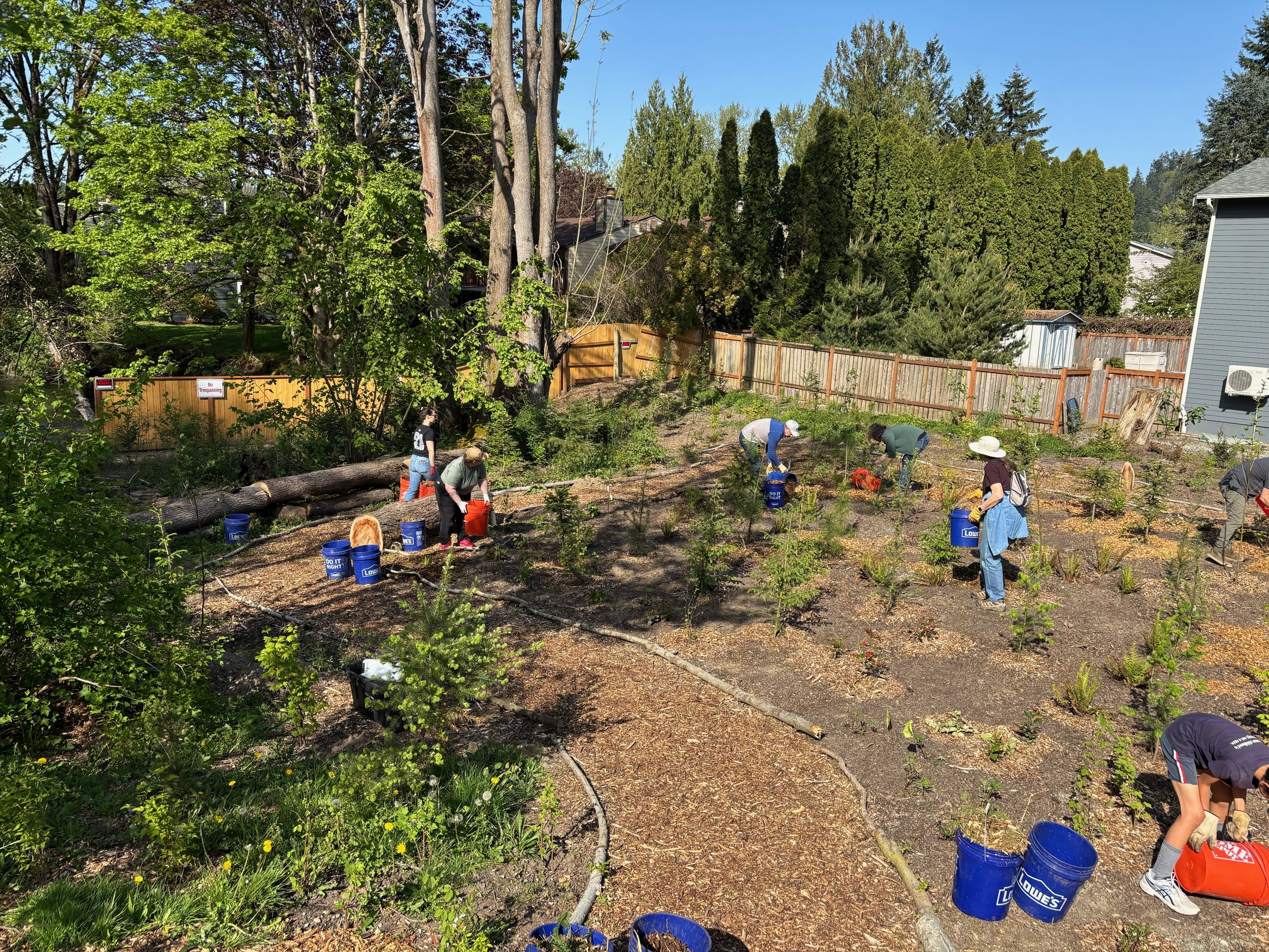 Green Issaquah: Mulching Event at the Miyawaki Forest