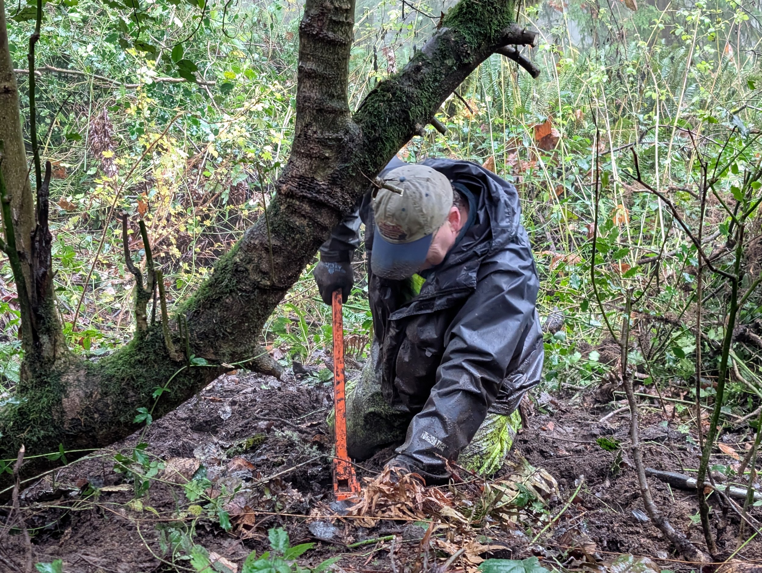 Restoration Event on Squak Mountain with WA State Parks