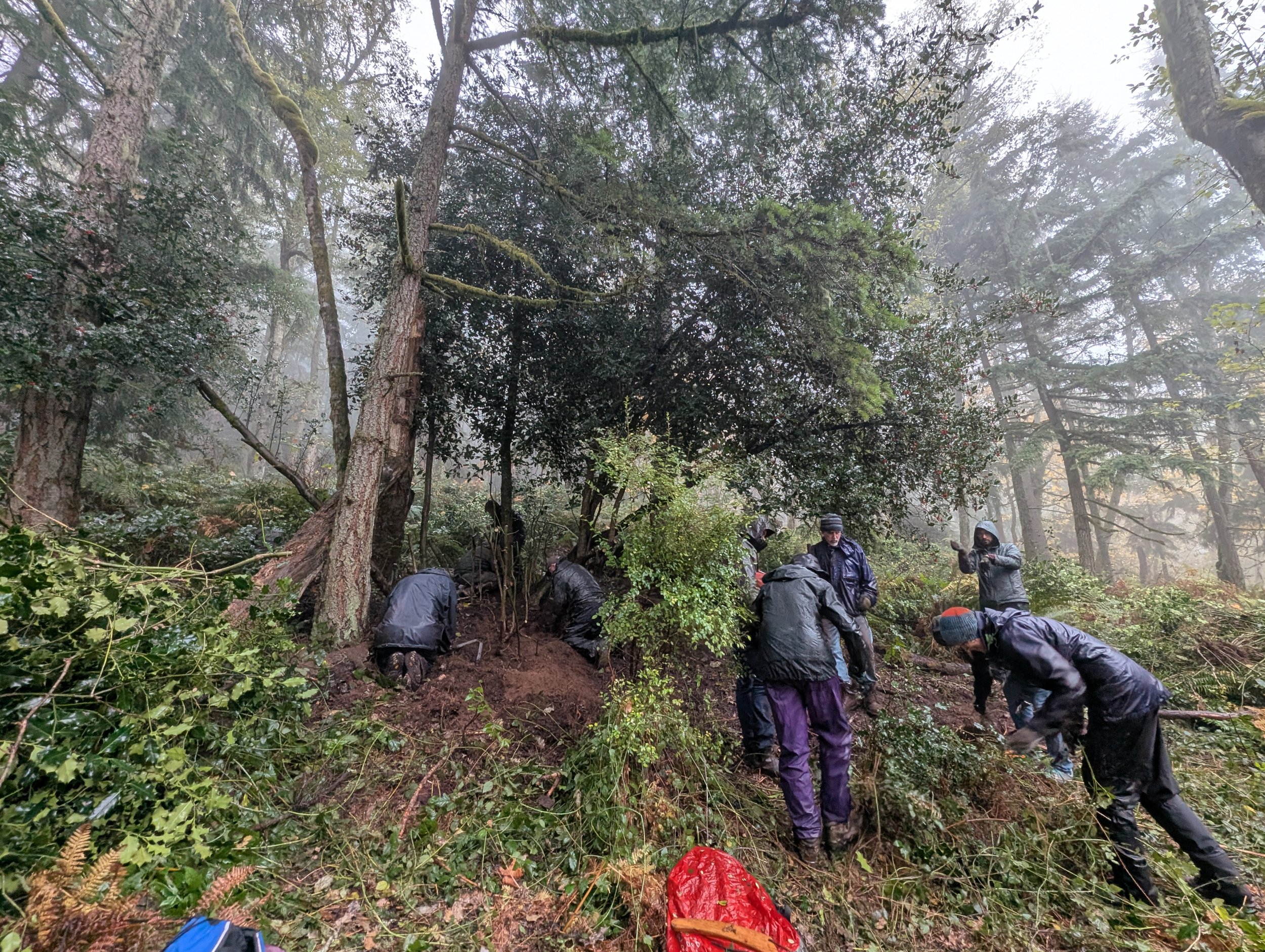 Restoration Event on Squak Mountain with WA State Parks 