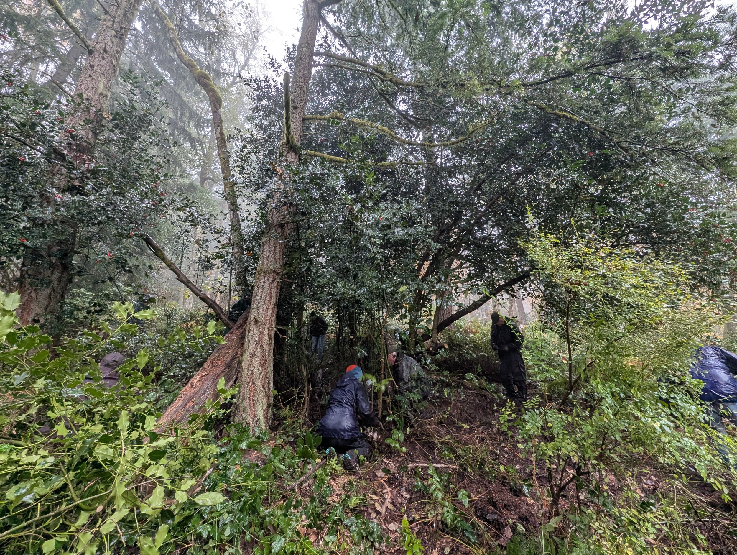 Restoration Event on Squak Mountain with WA State Parks