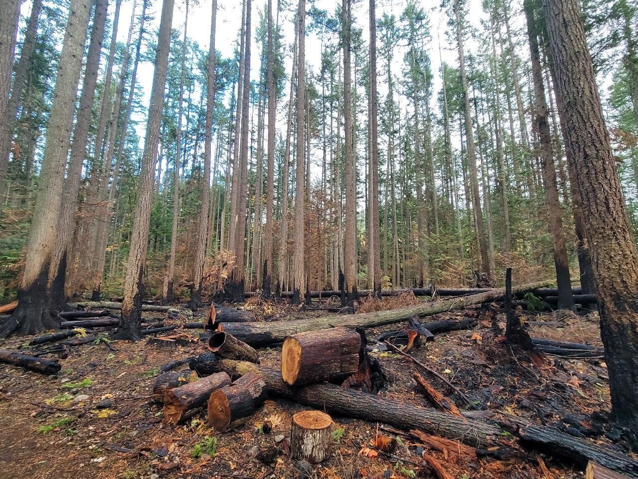 Wildfire in the Issaquah Alps
