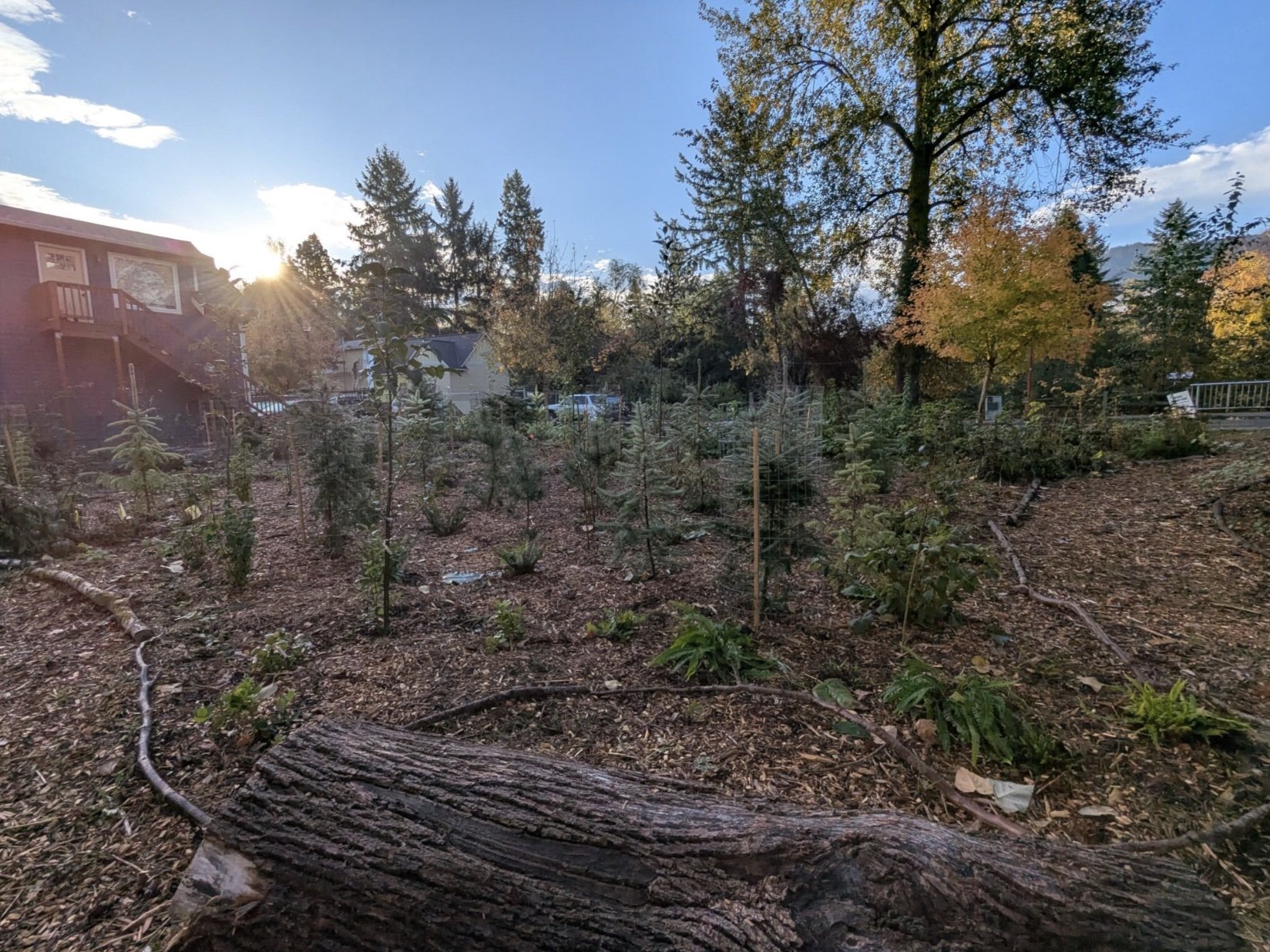 Green Issaquah: Miyawaki Maintenance Event