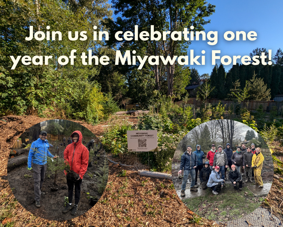 Green Issaquah: Miyawaki One-Year Anniversary Celebration