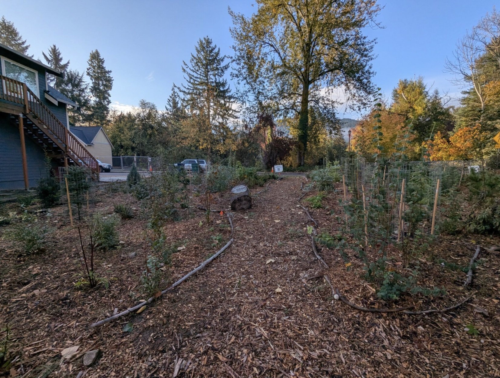 Green Issaquah: Earth Day Event at the Miyawaki Forest