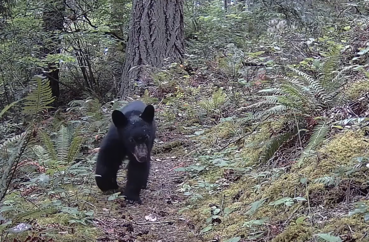 Partner Event: Wildlife Coexistence Day