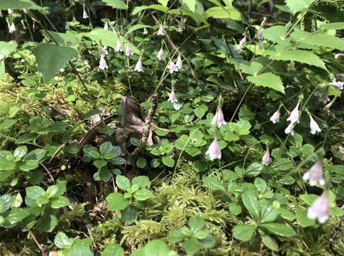 Red Town to Meadow Restoration Project
