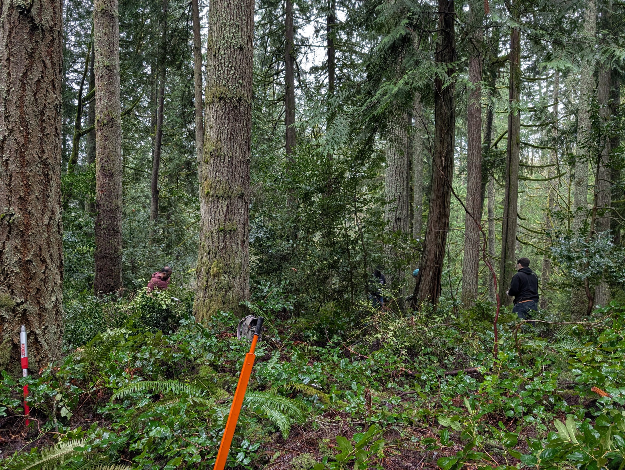 Restoration Event on Squak Mountain with WA State Parks