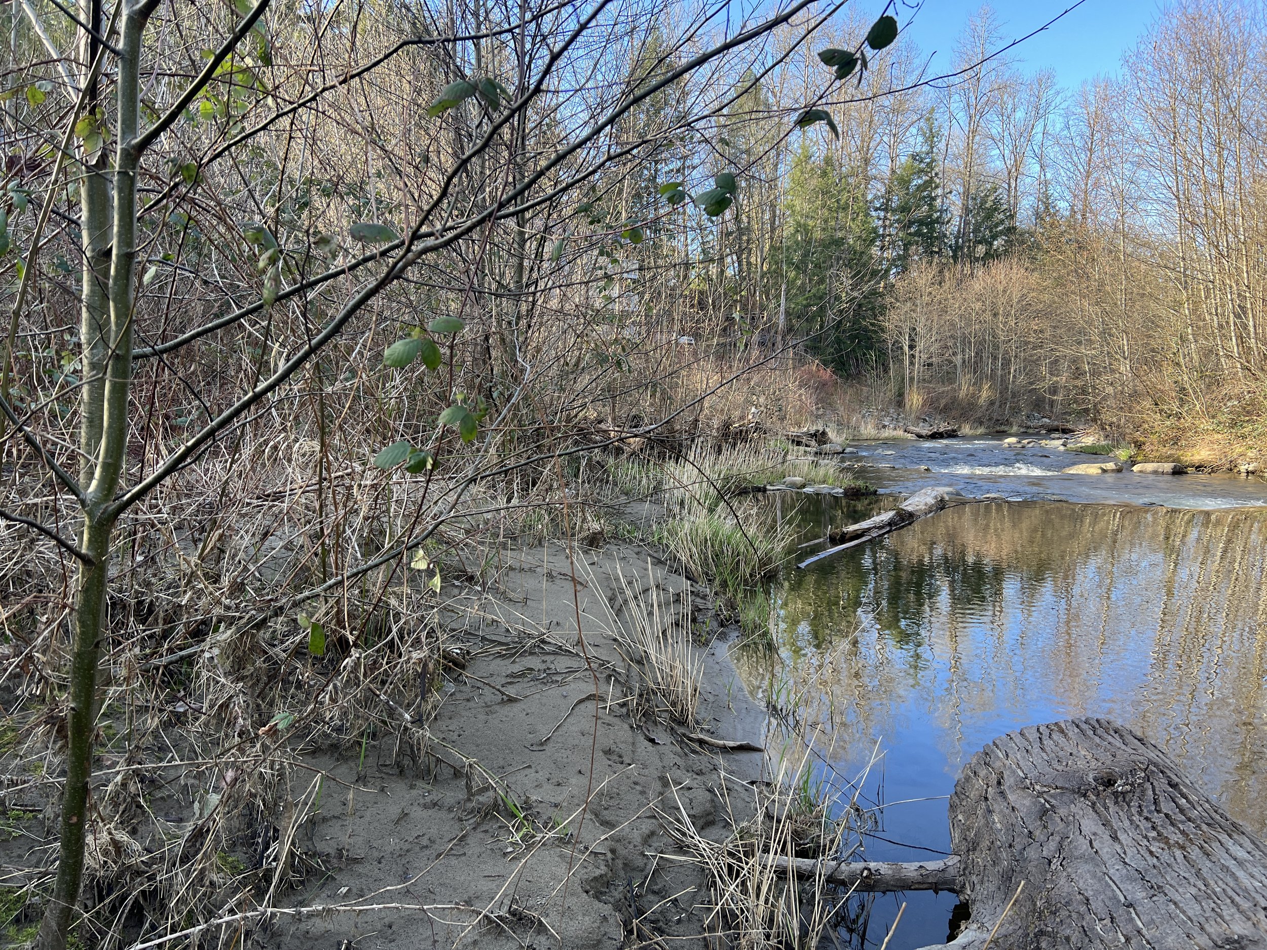 Issaquah Creek Habitat Hike with FISH