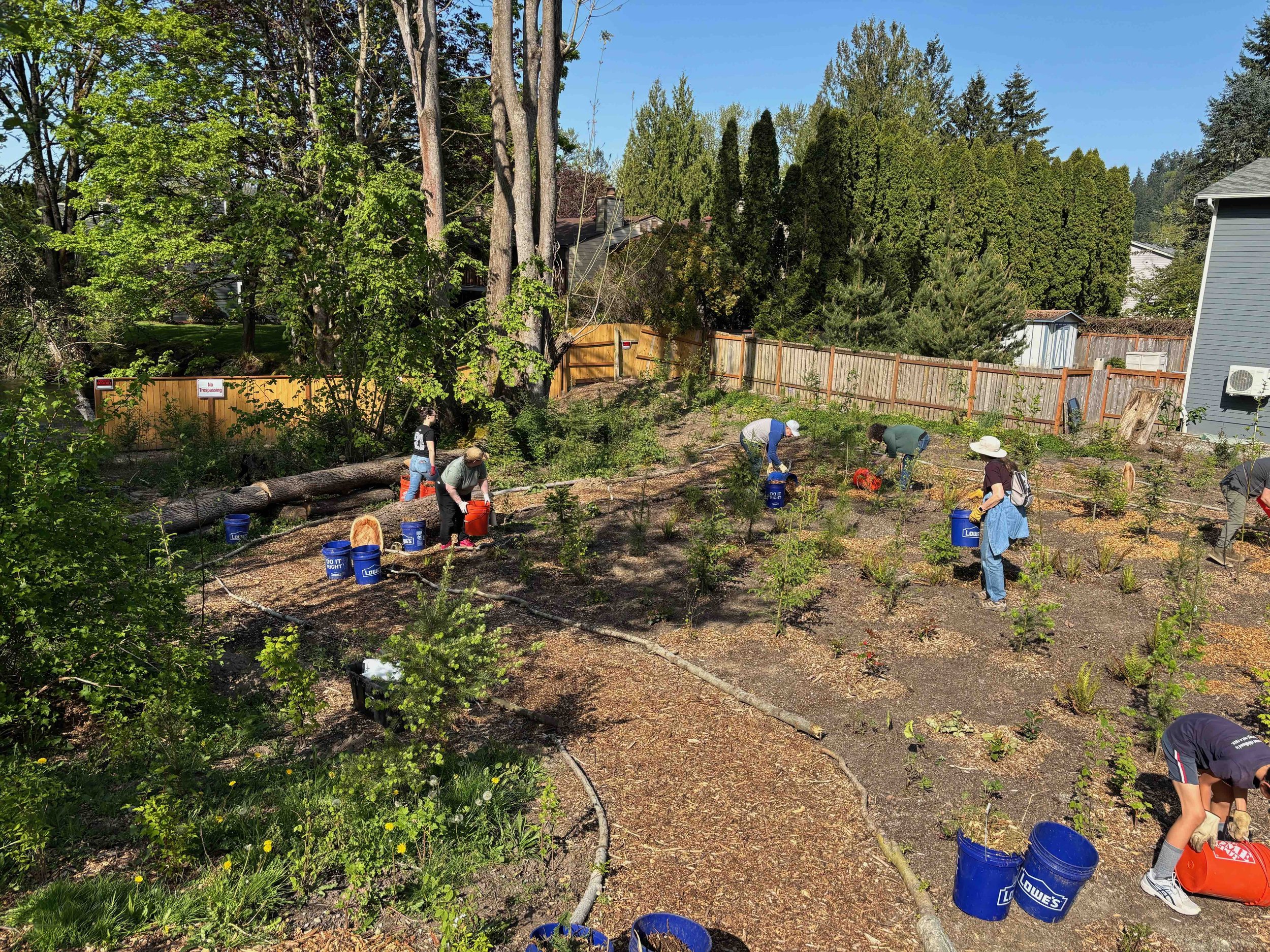 Green Issaquah: Watering and Weeding at the Miyawaki Forest