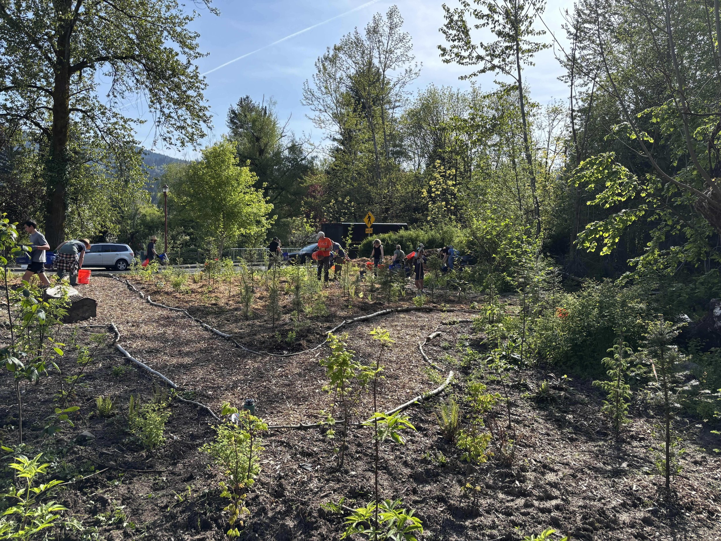 Green Issaquah: Watering and Weeding at the Miyawaki Forest