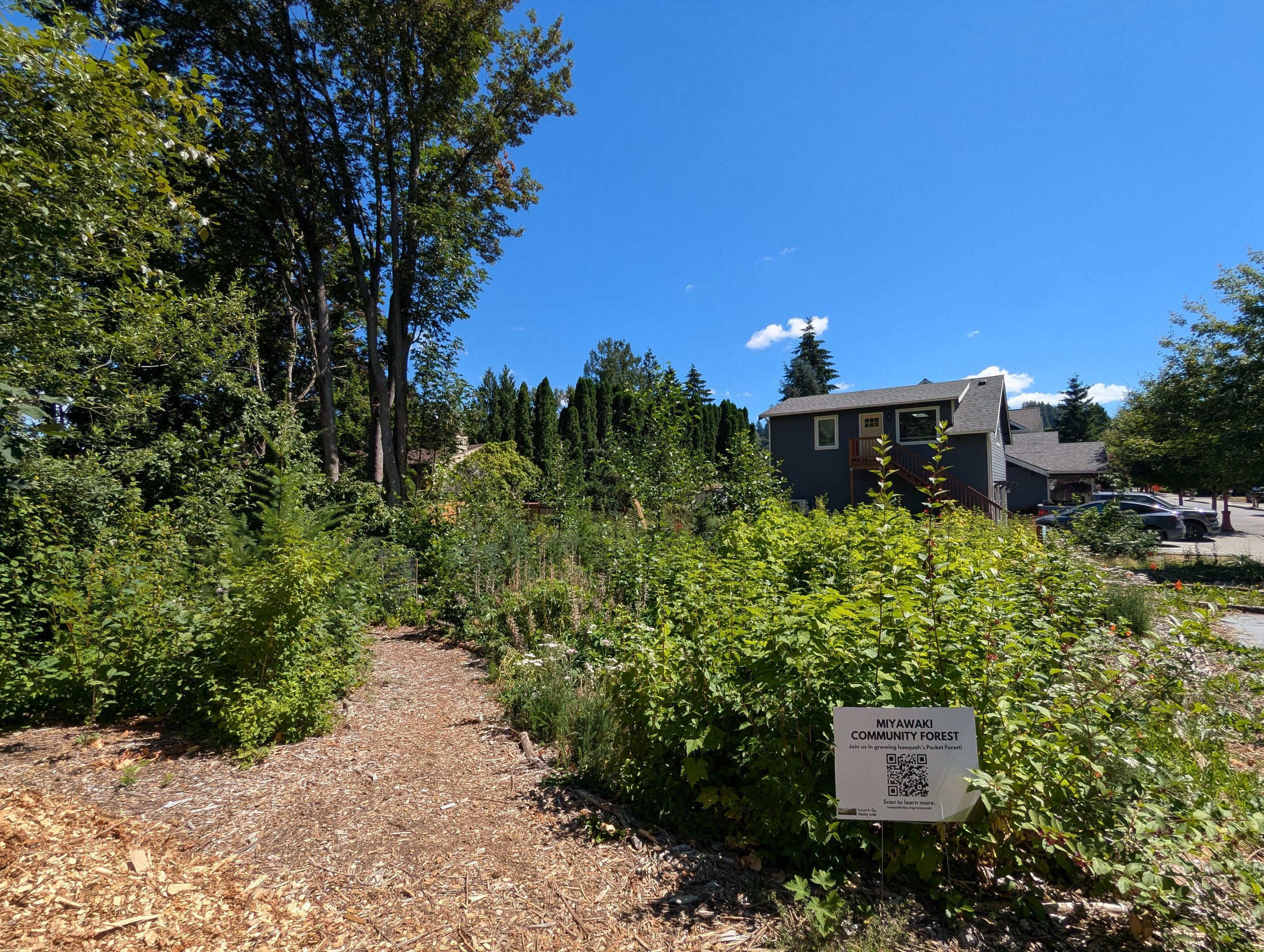 Green Issaquah: Miyawaki Maintenance Event