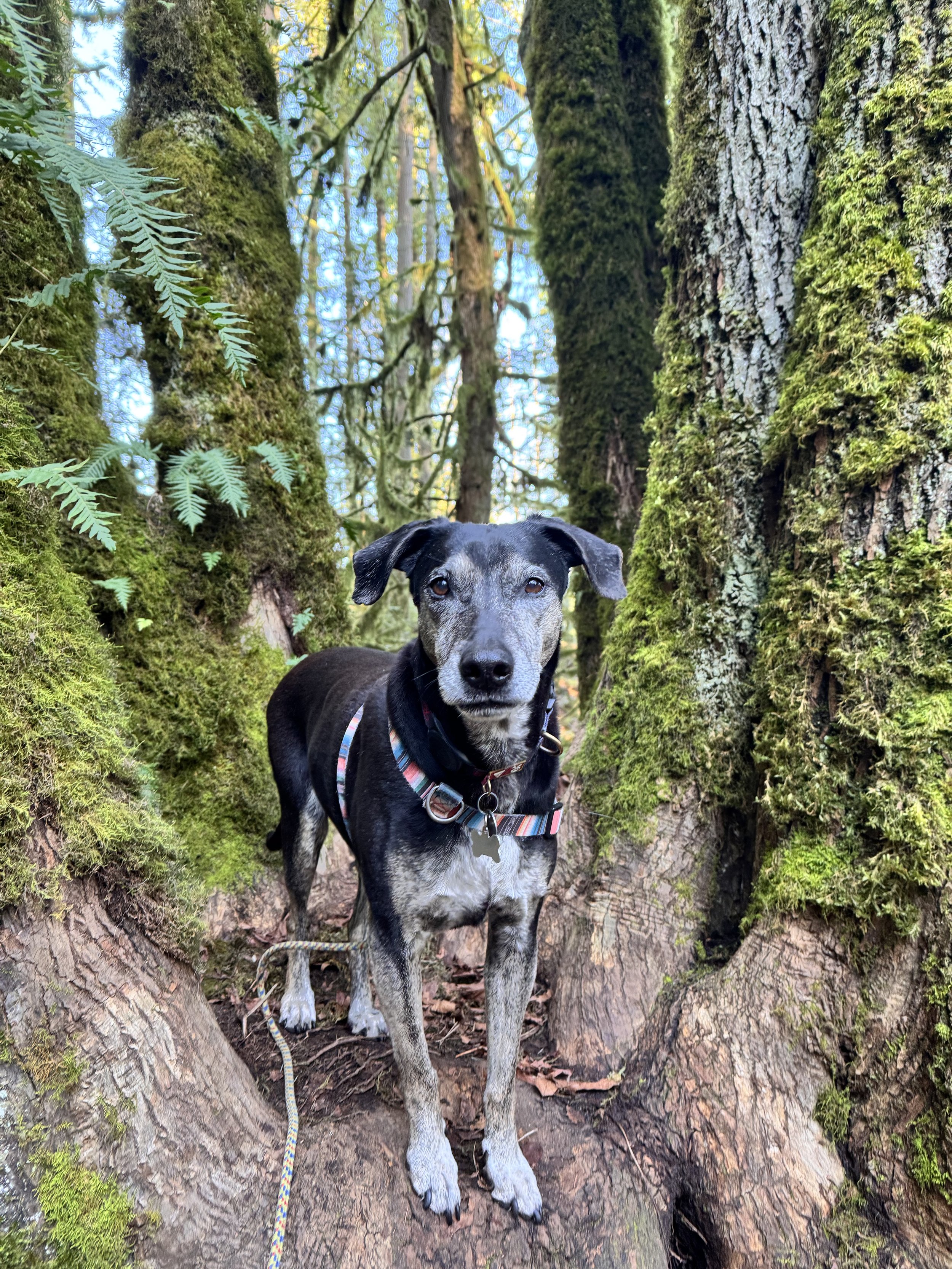Tradition Plateau Dog Hike