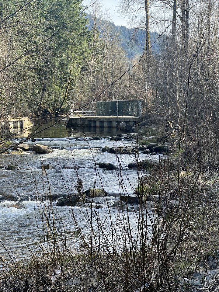 Issaquah Creek Habitat Hike with FISH