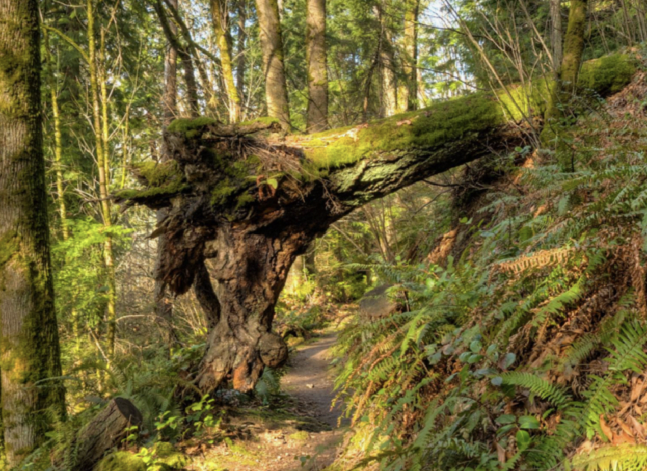 Partner Event: CrossTown Trail Loop