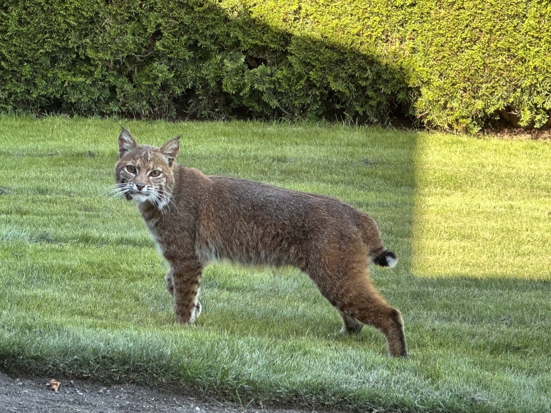 The Other Cat You Rarely See