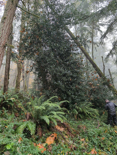 Restoring Squak Mountain, One Holly Grove at a Time