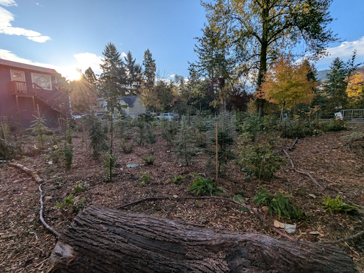 Miyawaki's One-Year Anniversary