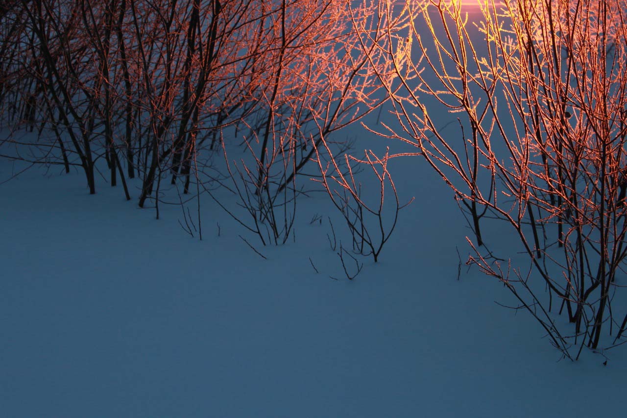  Olga Feshina   Frosty Morning.  2011  photo   
